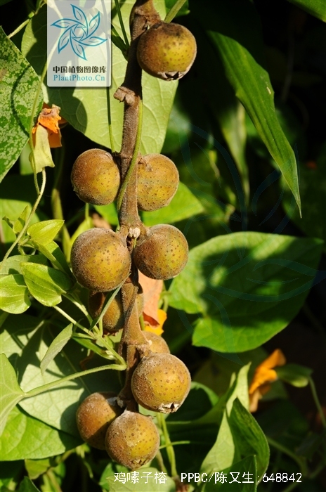 ficus semicordata buch.-ham. ex j. e. sm.