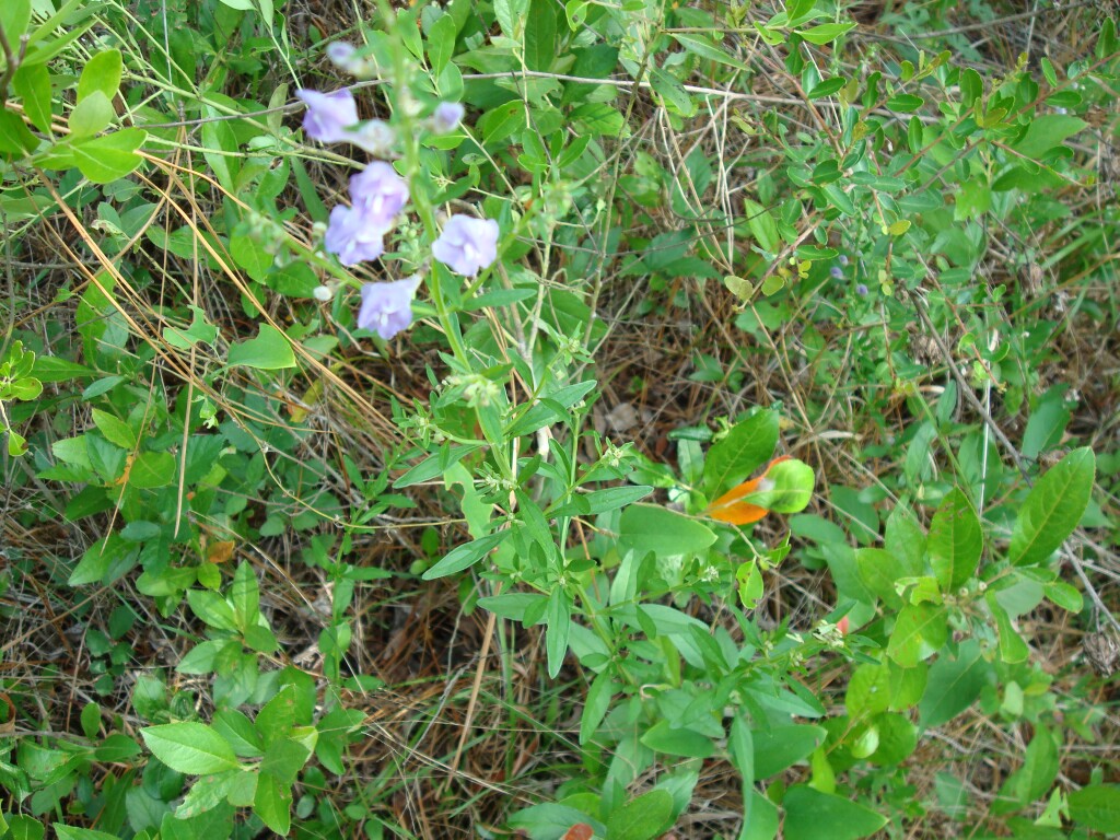 scutellaria indica var. elliptica