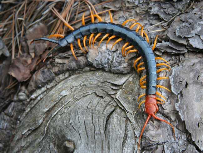  p>蜈蚣为陆生 a href="#" data-lemmaid="417366">节肢动物 /a>,身体