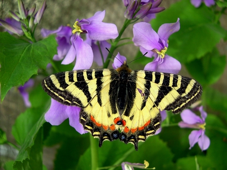  p>三尾褐凤蝶东川 a target="_blank" href="/item/亚种/6290944"