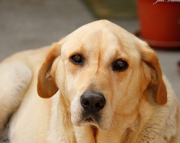  p>普通家犬,也称"家狗",是最常见的犬科 a target="_blank" href="