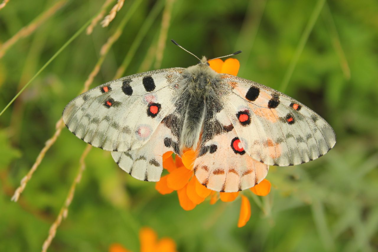 parnassius nomion, a target="_blank" href="/item/绢蝶科">绢蝶科 