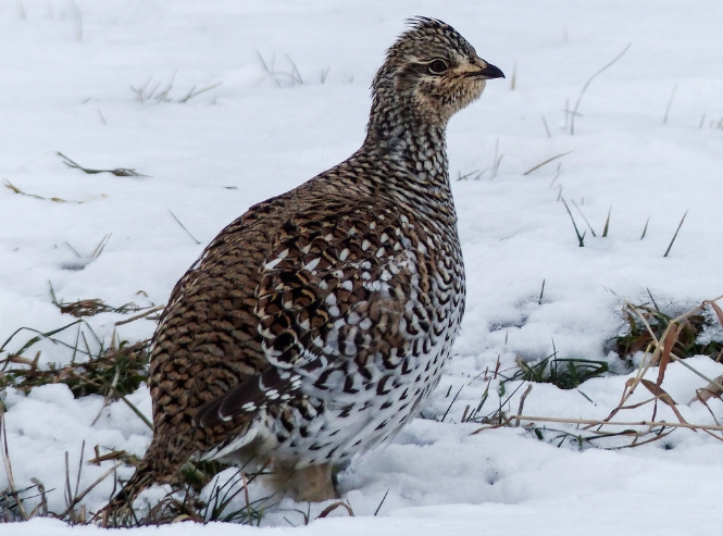  p>尖尾草原松鸡(学名: i>tympanuchus phasianellus /i>):体长41-47