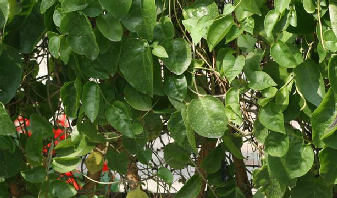  p>落葵属(学名:basella l.)是落葵科落葵属一年生或二年生缠绕草本.