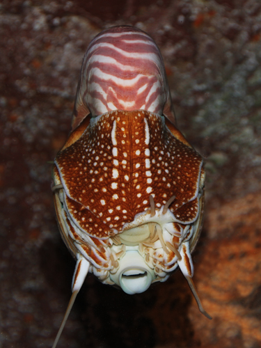  p>珍珠鹦鹉螺, i>nautilus pompilius /i> (linnaeus, 1758), a href