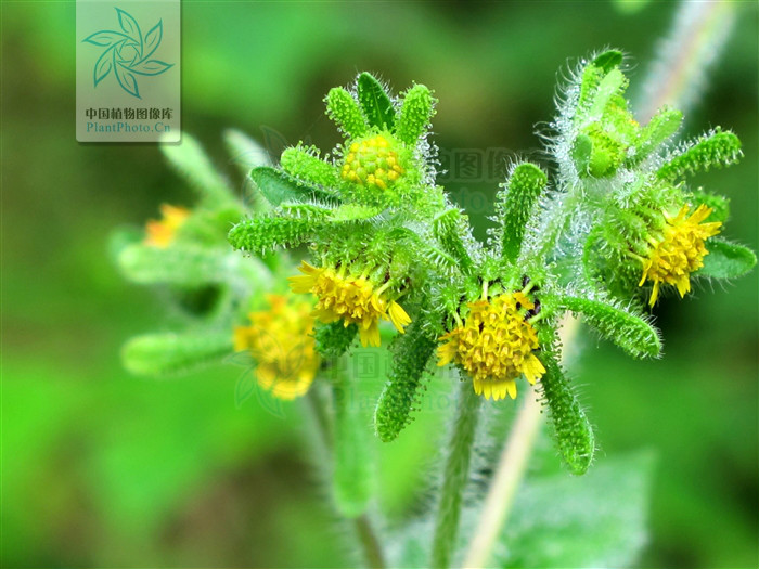  p>毛梗豨莶(学名:siegesbeckia glabrescens makino)是菊科豨莶属