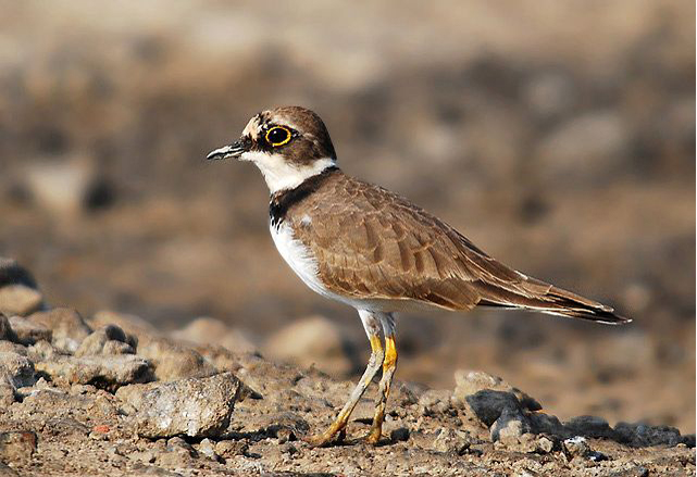 charadrius dubius dubius