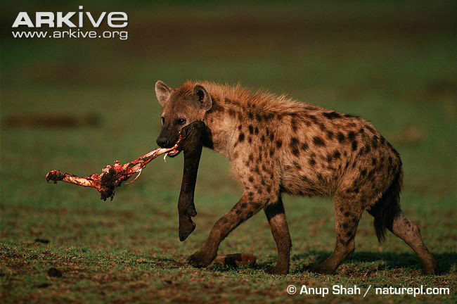 euej6m4">哺乳纲, a target="_blank" href="/item/真兽亚纲/7524217"