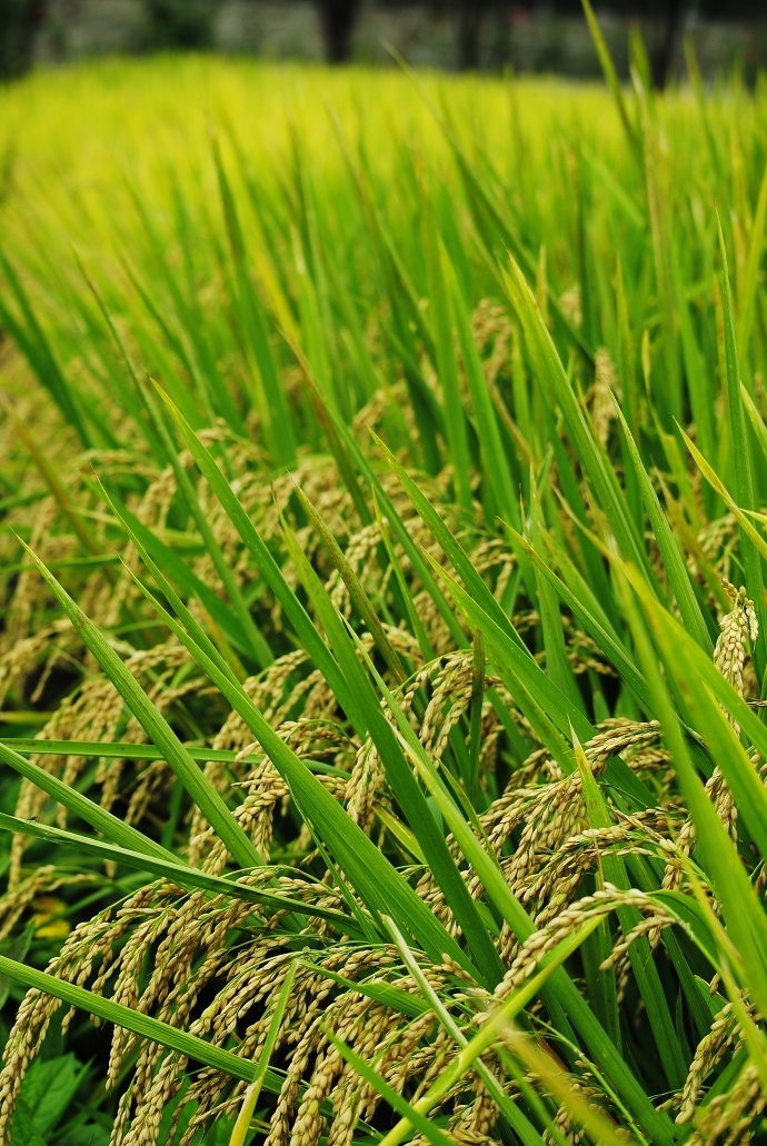  p data-id="gnbtmc136k">晋祠大米,山西省太原市 a target="_blank"