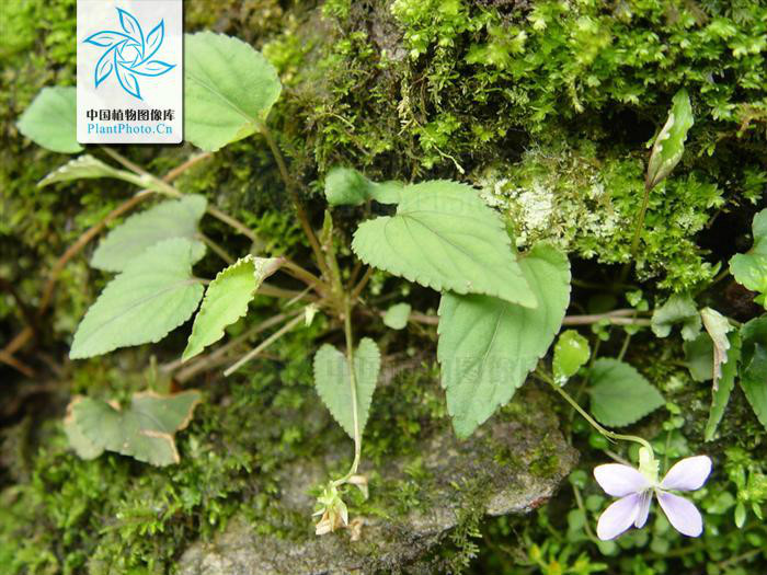  p>匍匐堇菜(学名:viola pilosa)为堇菜科堇菜属的植物.