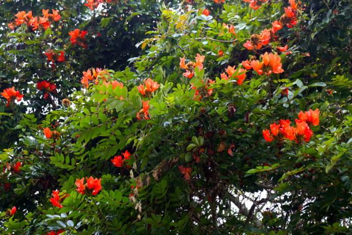  p>火把花属(学名:colquhounia wall.