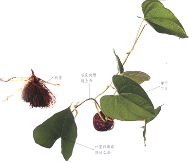 黄独_百度百科