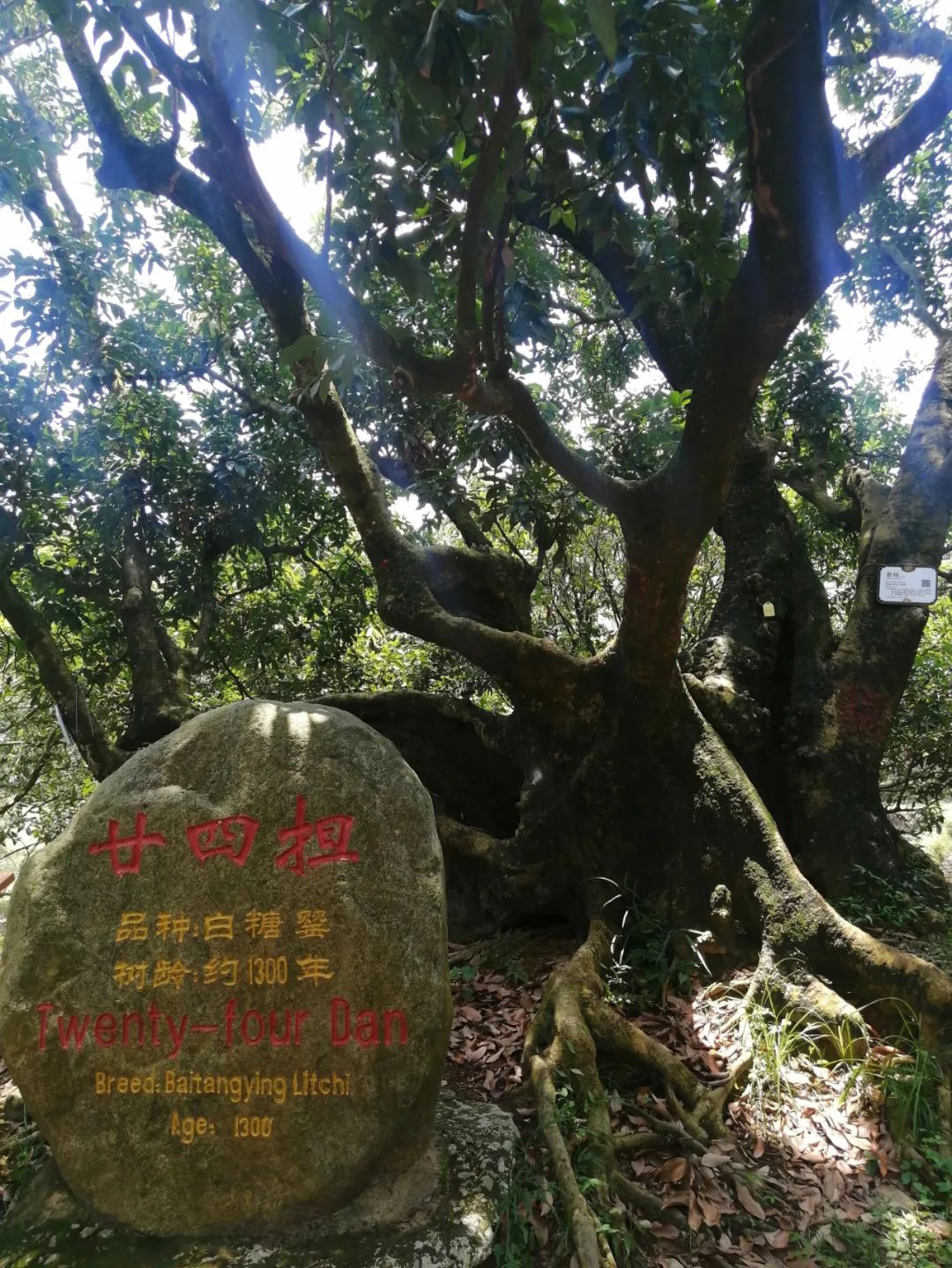 红衣裹玉肌：帝国的贡品_百科TA说