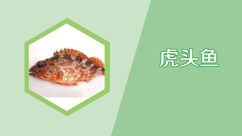 虎头鱼:一种暖温性底栖群居小型经济鱼类