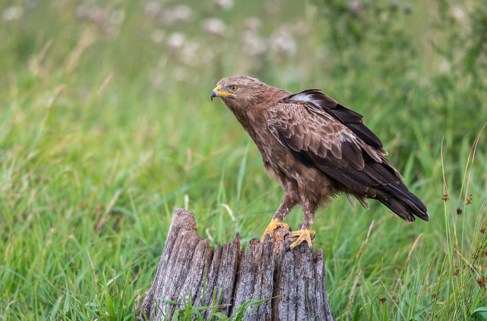  p>小乌雕(学名: i>clanga pomarina /i>):一种鹰形目,鹰科,乌雕属的