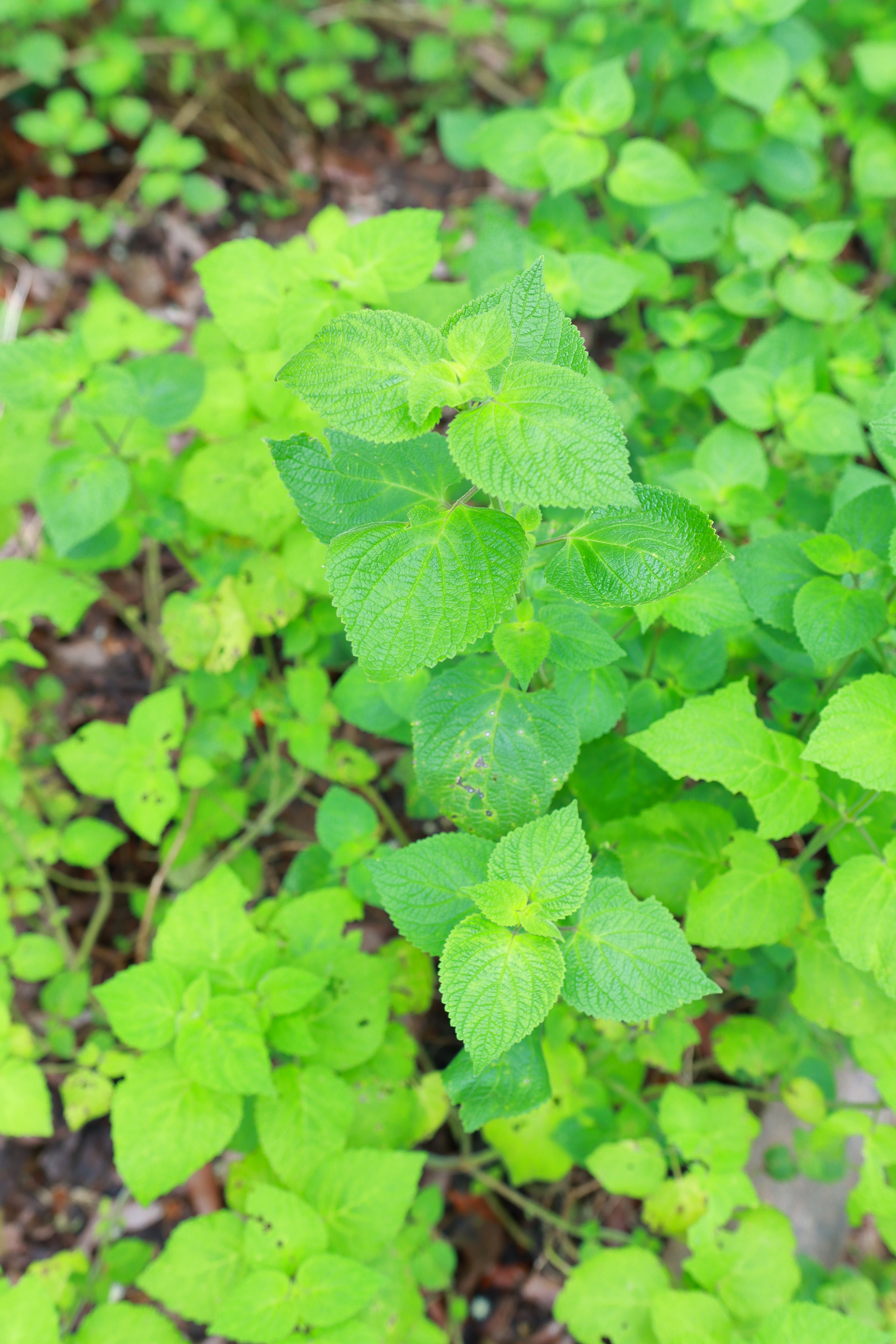 insuavis /i> (hance) prain ex dunn)是唇形科冠唇花属植物