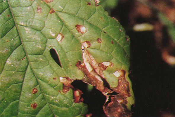 苦瓜细菌性角斑病