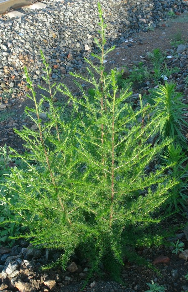  p data-id="tzb3vp2hxrpq">香蒿是菊科蒿属的多年生草本或近一,二年