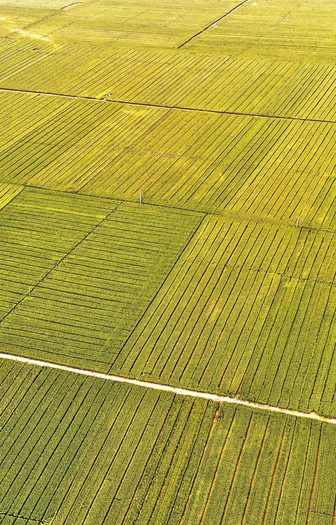  p>华北平原( i>north china plain;hua-pei ping-yuan;huabei ping