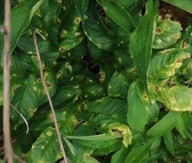 " data-lemmaid="10017709">果腐刺盘孢 /a>引起的,发生在魔芋的病害