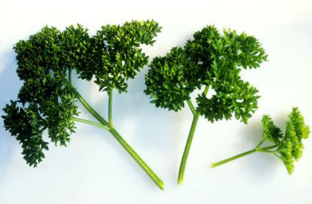 欧芹：迷人的香草_百科TA说