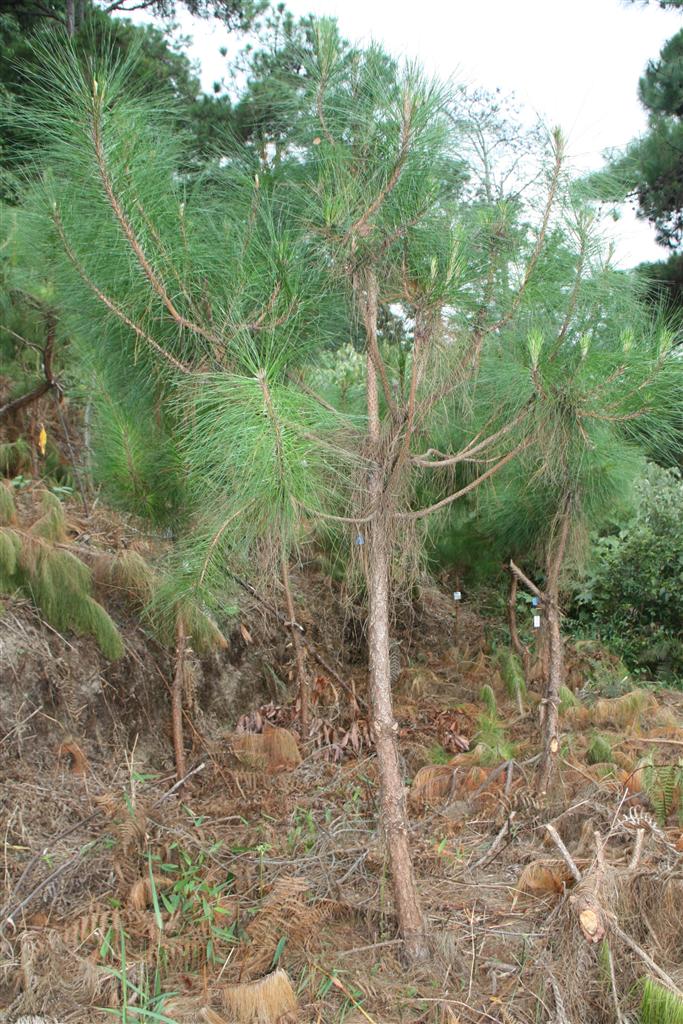 思茅松的做法(思茅松毛虫图片)