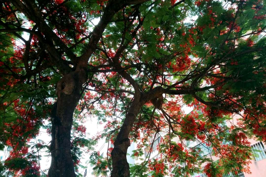 七大“神仙系”花卉，开花太美太惊艳_百科TA说