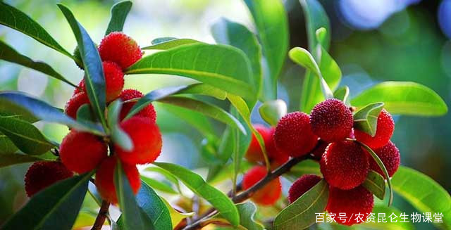 杨梅根腐病的防治，杨梅黄叶死苗的发病原因，根腐病用什么药？_百科TA说