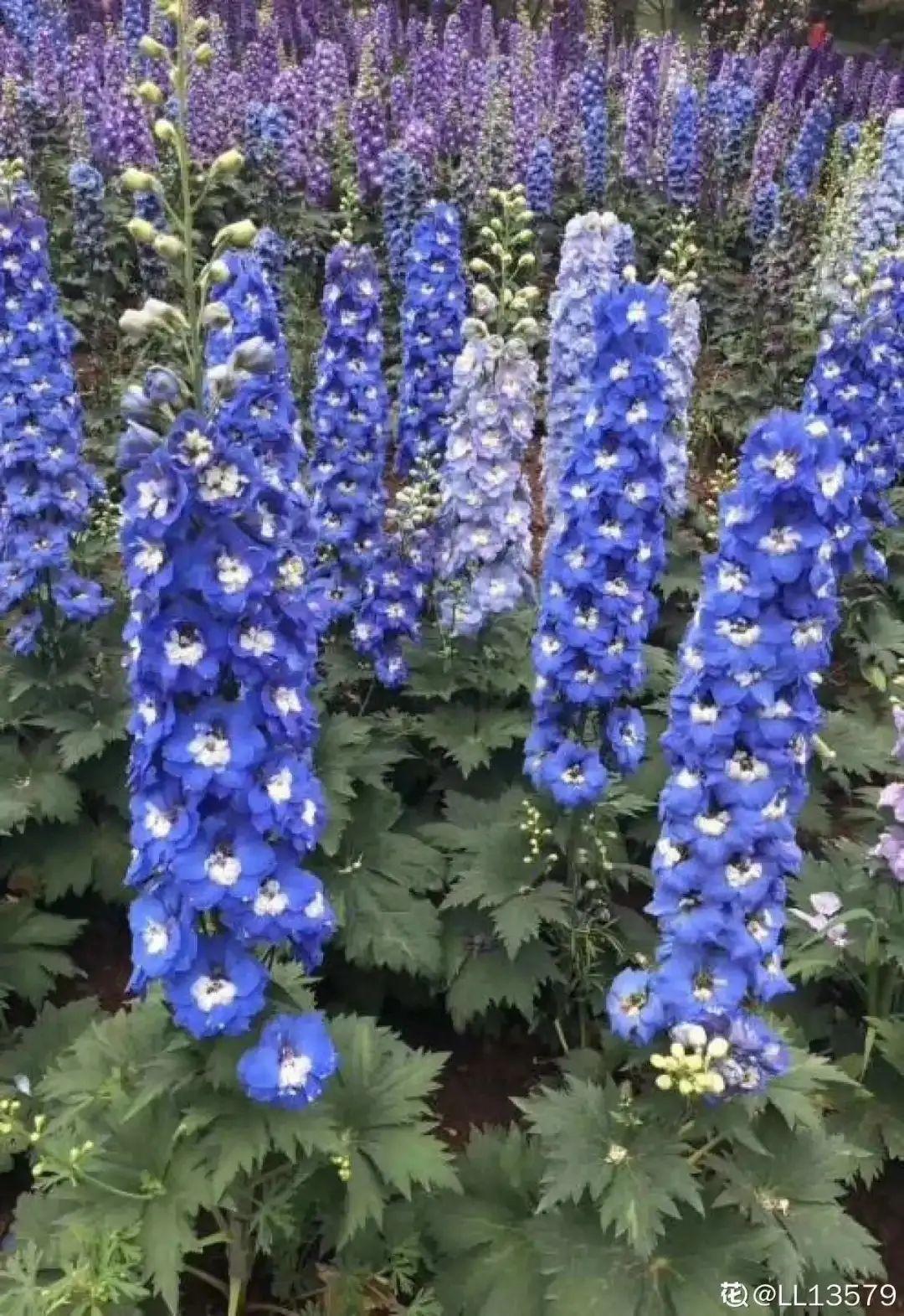 大花飞燕草太美 蓝紫色花朵清新脱俗 开花像只燕子 百科ta说