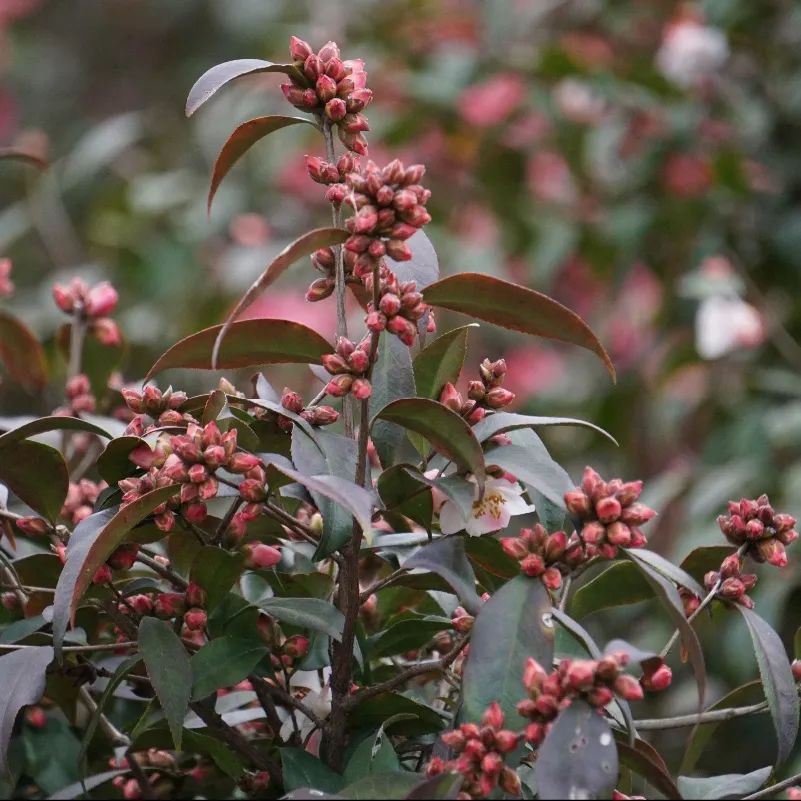 园林优良花灌木之茶花新秀——束花茶花_百科TA说