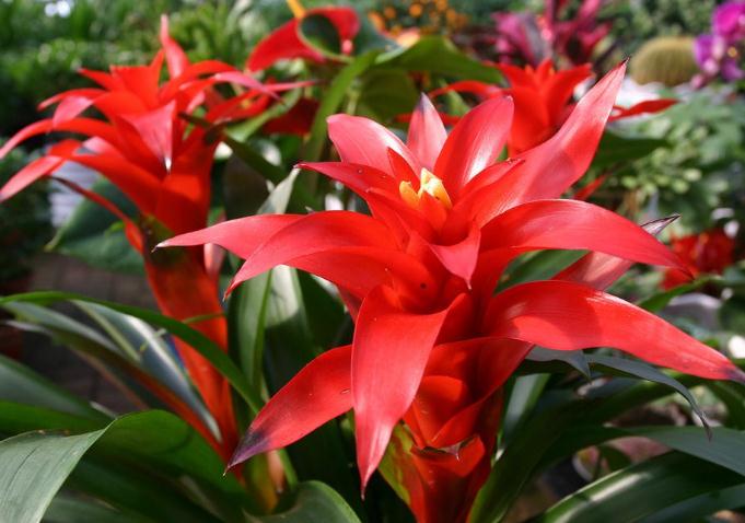 4种盆栽花卉，寓意“吉祥”，新年必然要安排在客厅_百科TA说