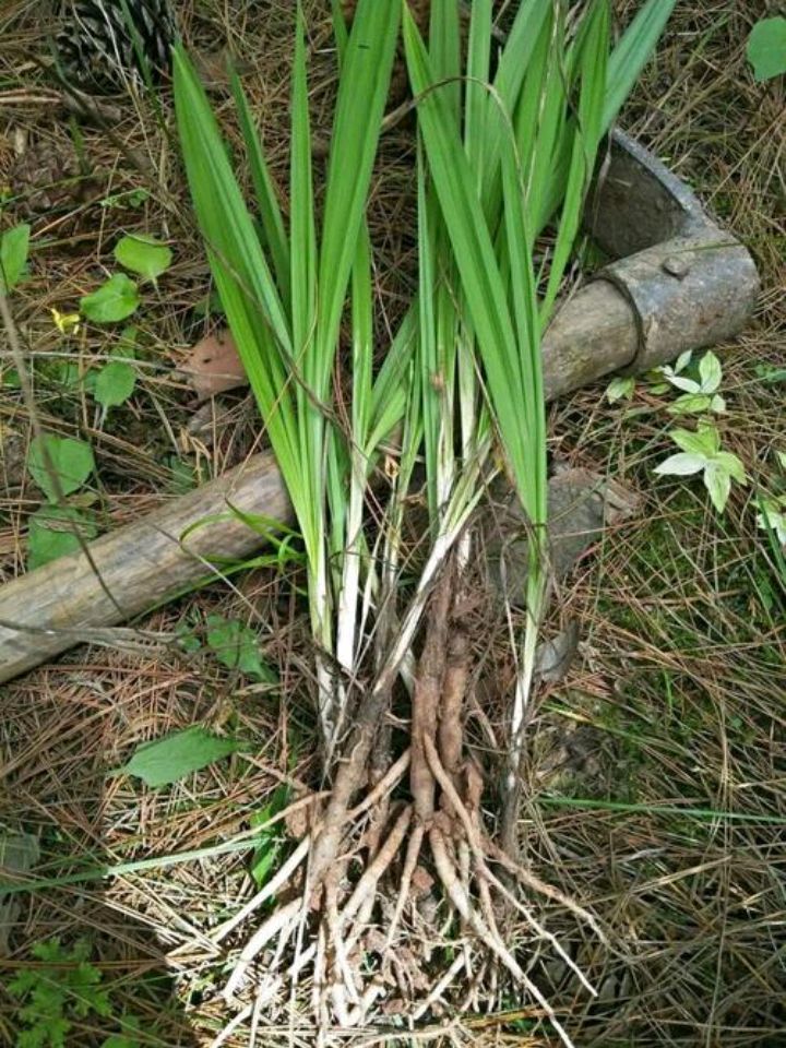 仙茅是一种什么样的植物_百科TA说