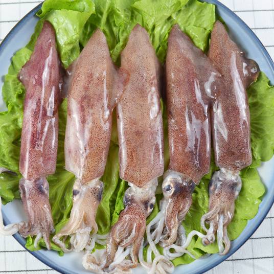 笔管鱼_百度百科