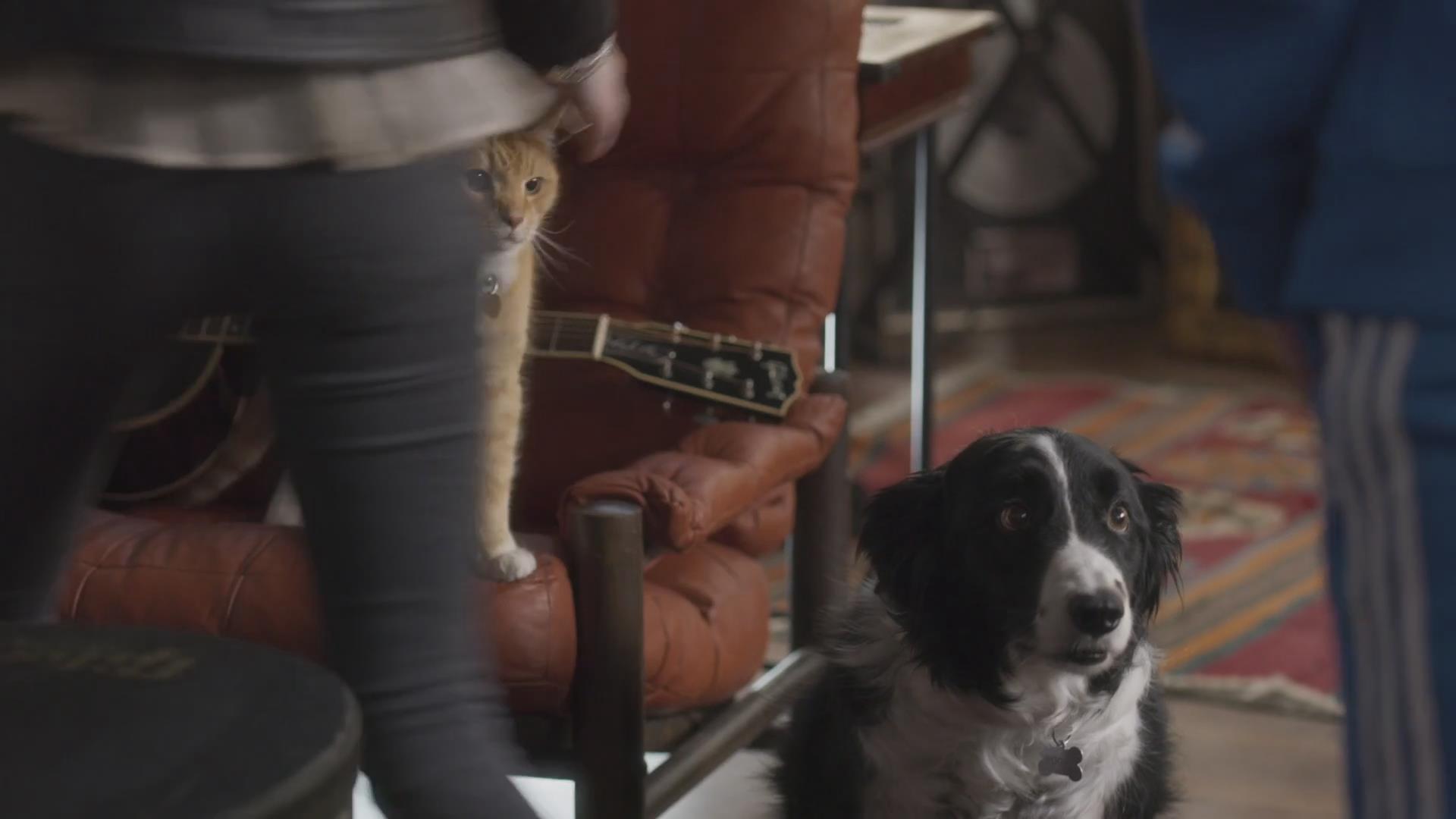 猫狗大战3:爪爪集结!