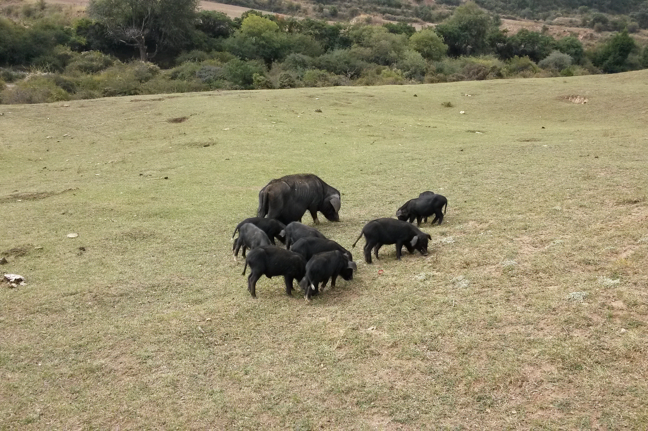 甘南蕨麻猪