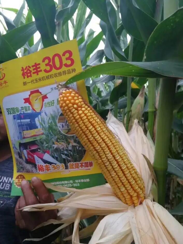 裕丰303