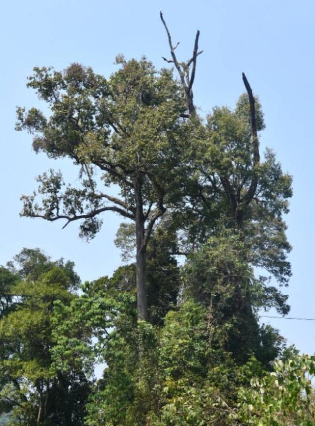  p data-id="tacutwo5lpys">盈江柳安为龙脑香科,柳安属,高大常绿乔木