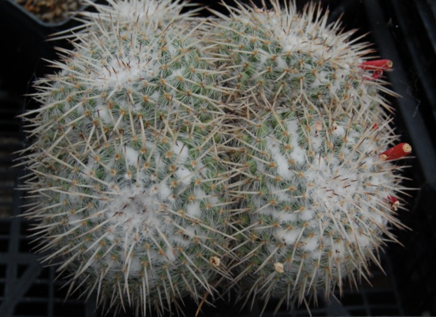  p>白玉兔(学名: i>mammillaria geminispina  /i>haw.