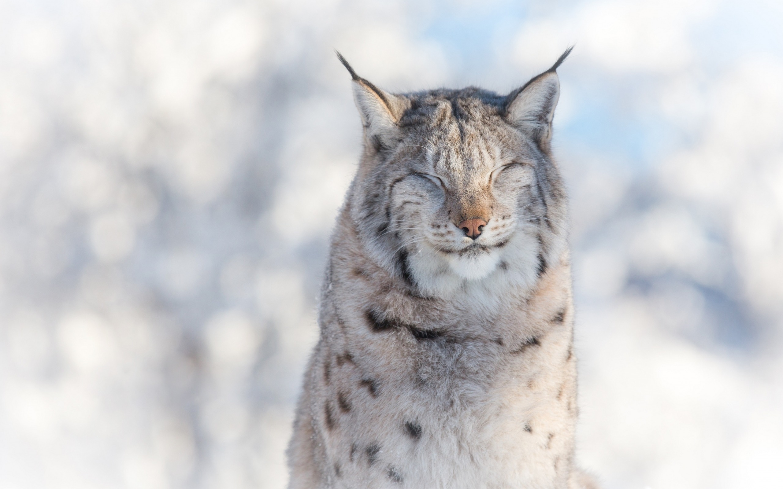猞猁--可可西里珍稀动物