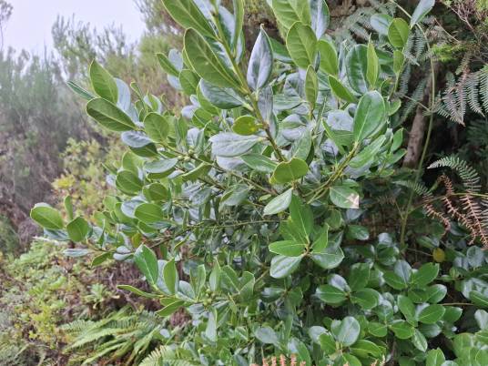 Ilex perado_百度百科