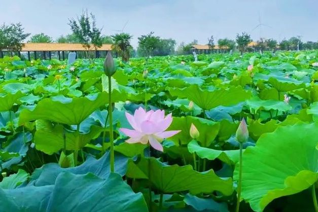 淮安金湖荷花荡景区