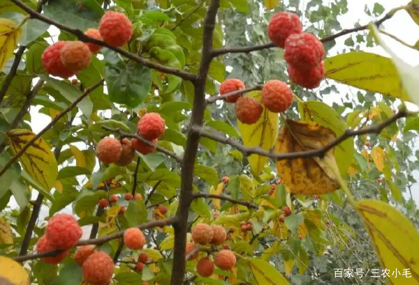 柘木是怎样一种树木？为何能和紫檀齐名？长得平凡但价值高_百科TA说