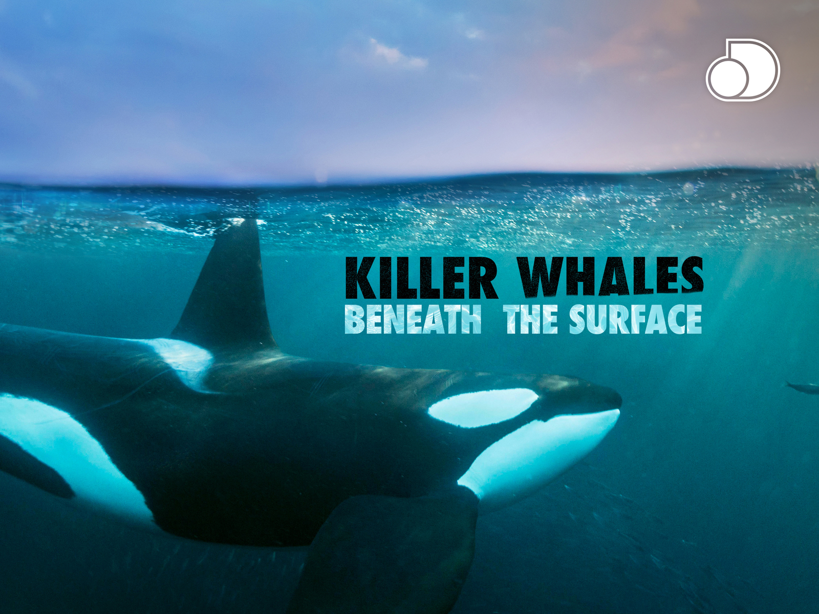natural world - killer whales: beneath the surface