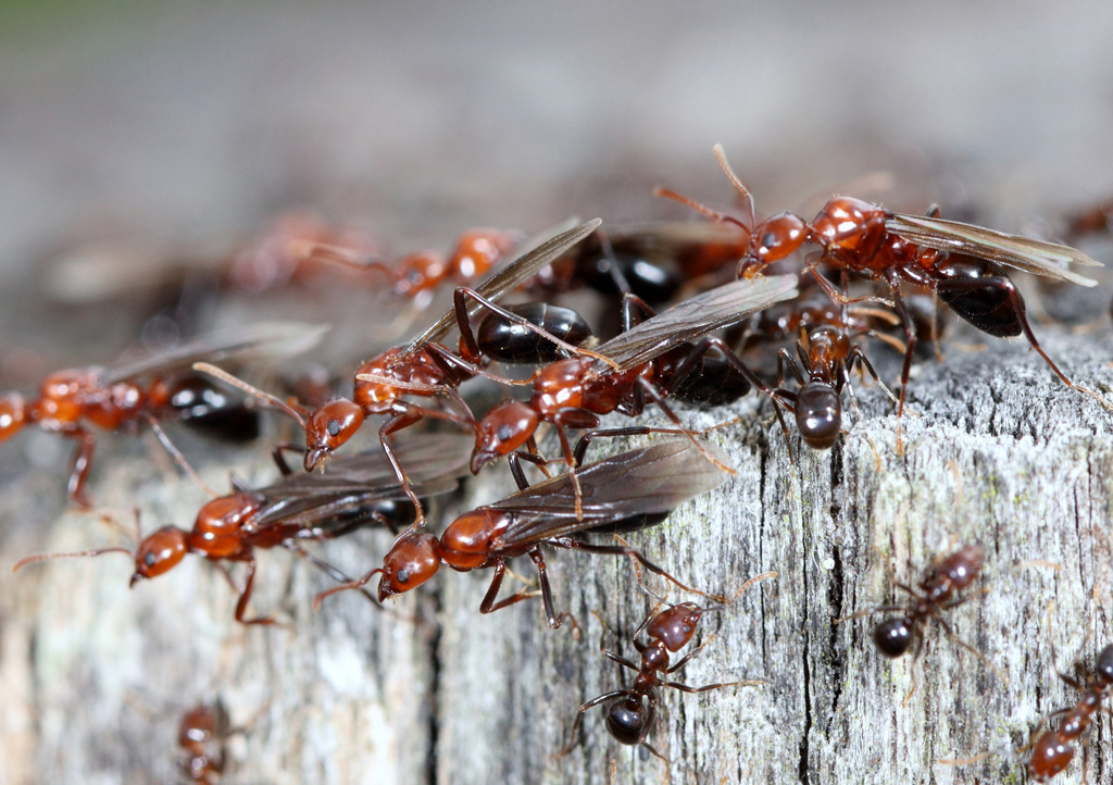  p>臭蚁亚科(dolichoderinae)是主要分布在全球亚热带和热带地区的一