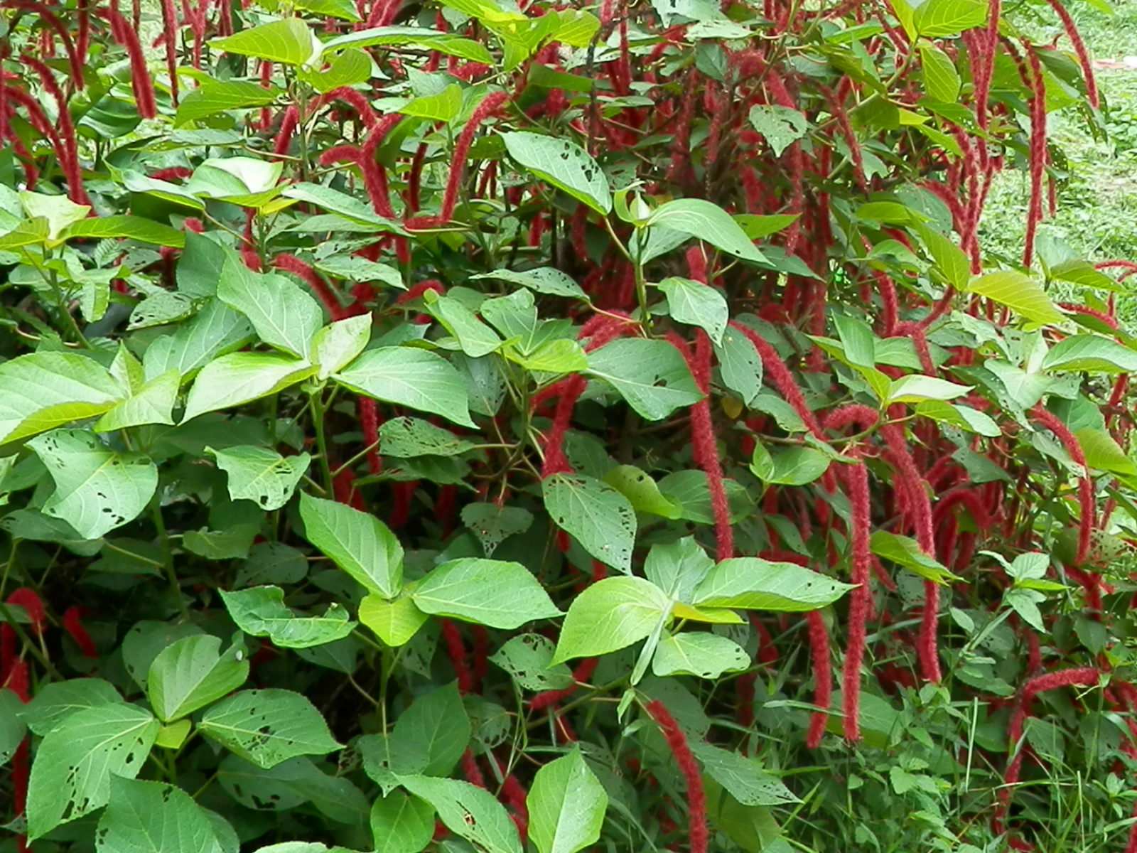 红穗铁苋菜