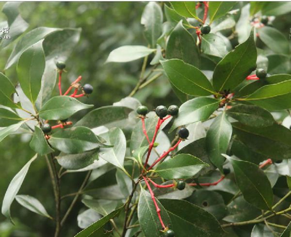 是樟科,润楠属常绿中等 a target="_blank" href="/item/乔木/33239"