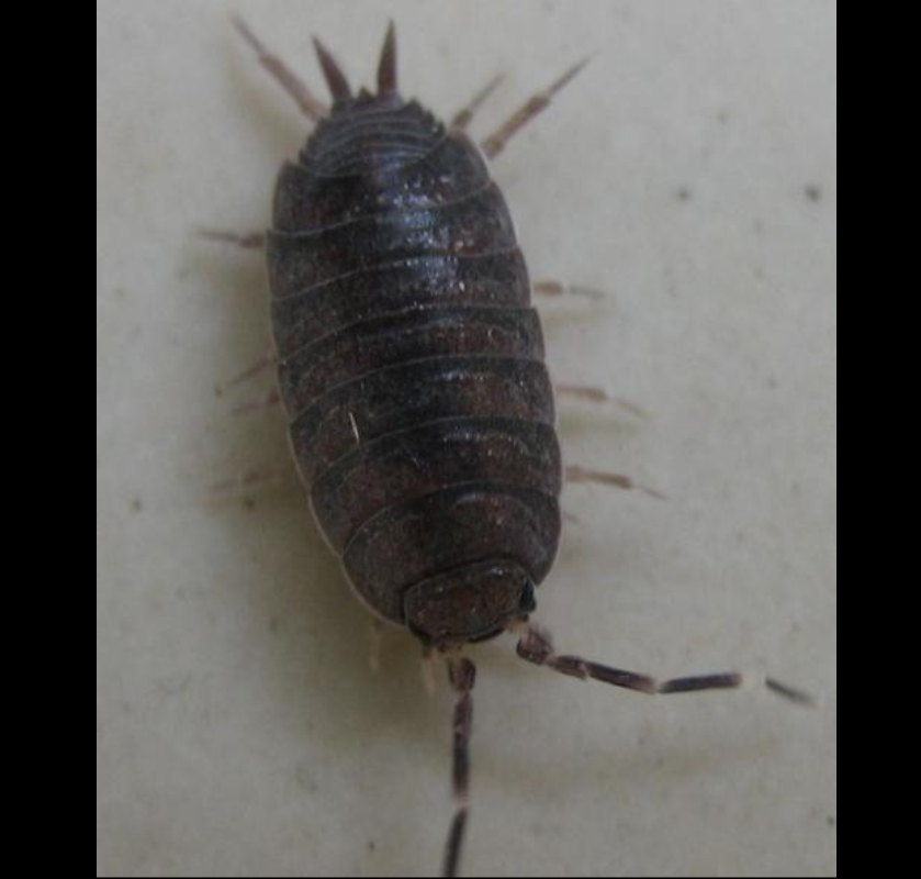  p>鼠妇又名鼠负,负蟠,鼠姑,鼠黏,地虱等,是甲壳纲(crustacea)等足目