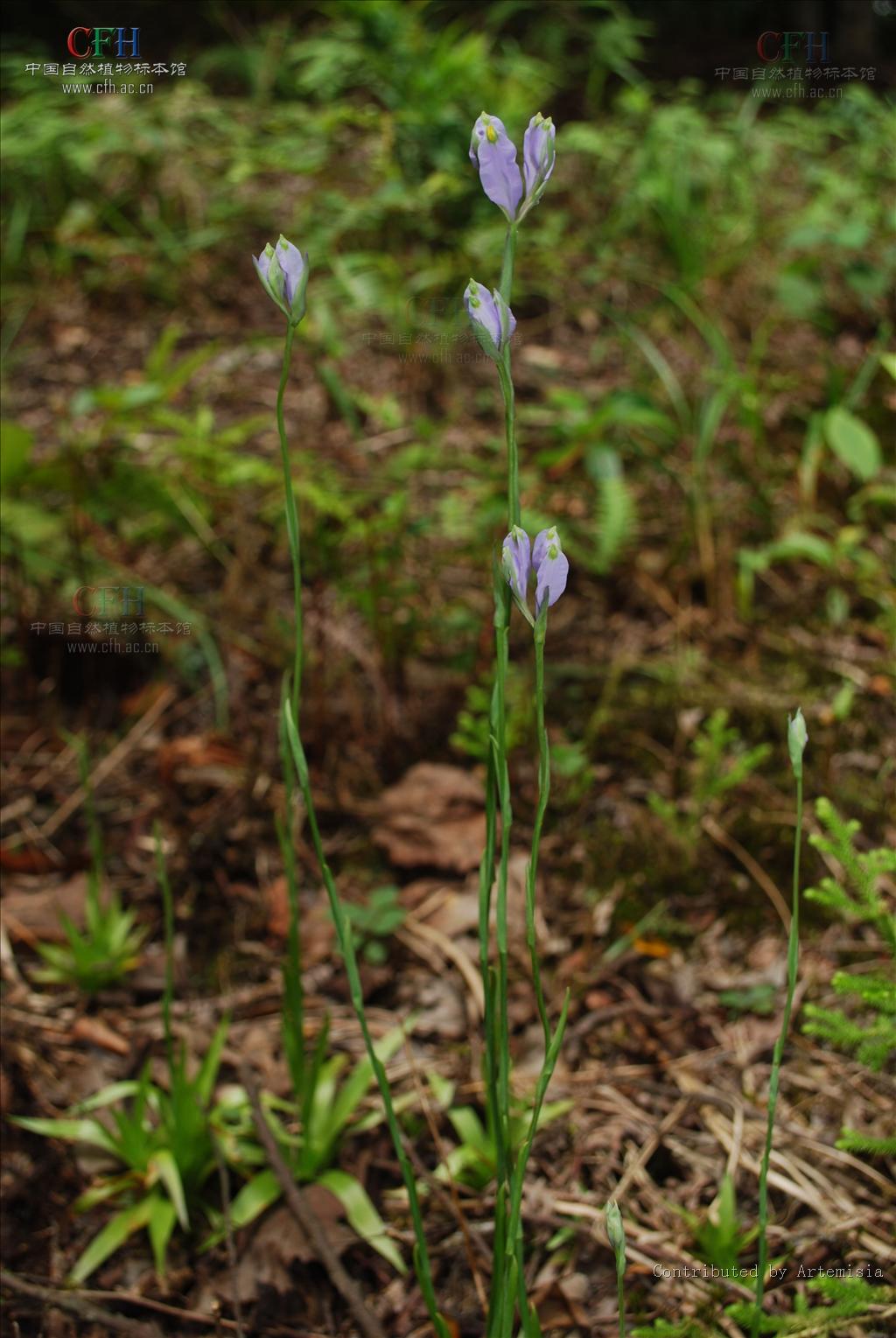  p>水玉簪属,约63种植物,是木兰植物门百合纲兰目水玉簪科中最大的一