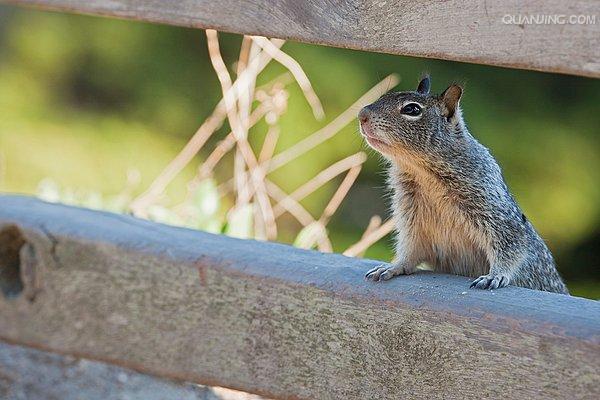 dauricus /i>)别名黄鼠,蒙古黄鼠,草原黄鼠,豆鼠子,大眼贼,属于啮齿目