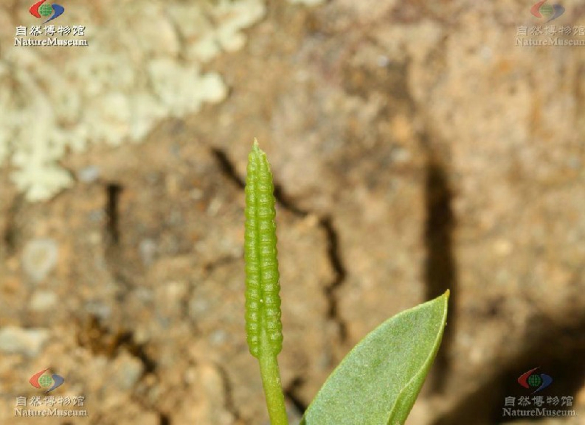 叶之分,出自总柄,营养叶单一,全缘,1-2片,少有更多的,披针形或卵形